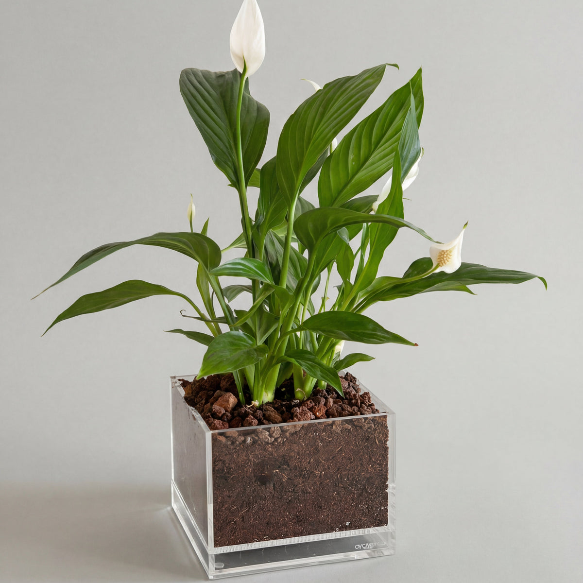 Green Edit – Large